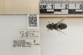 Media type: image;   Entomology 790896 Aspect: Labels